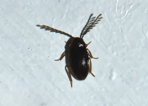 Ptilodactyla exotica