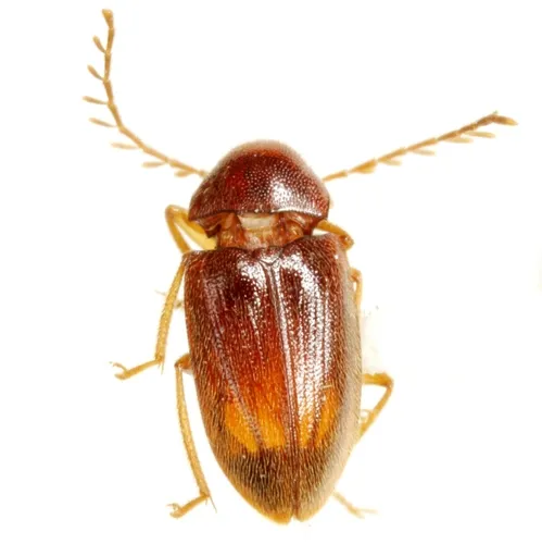 Ptilodactyla hyperglotta - photo 2