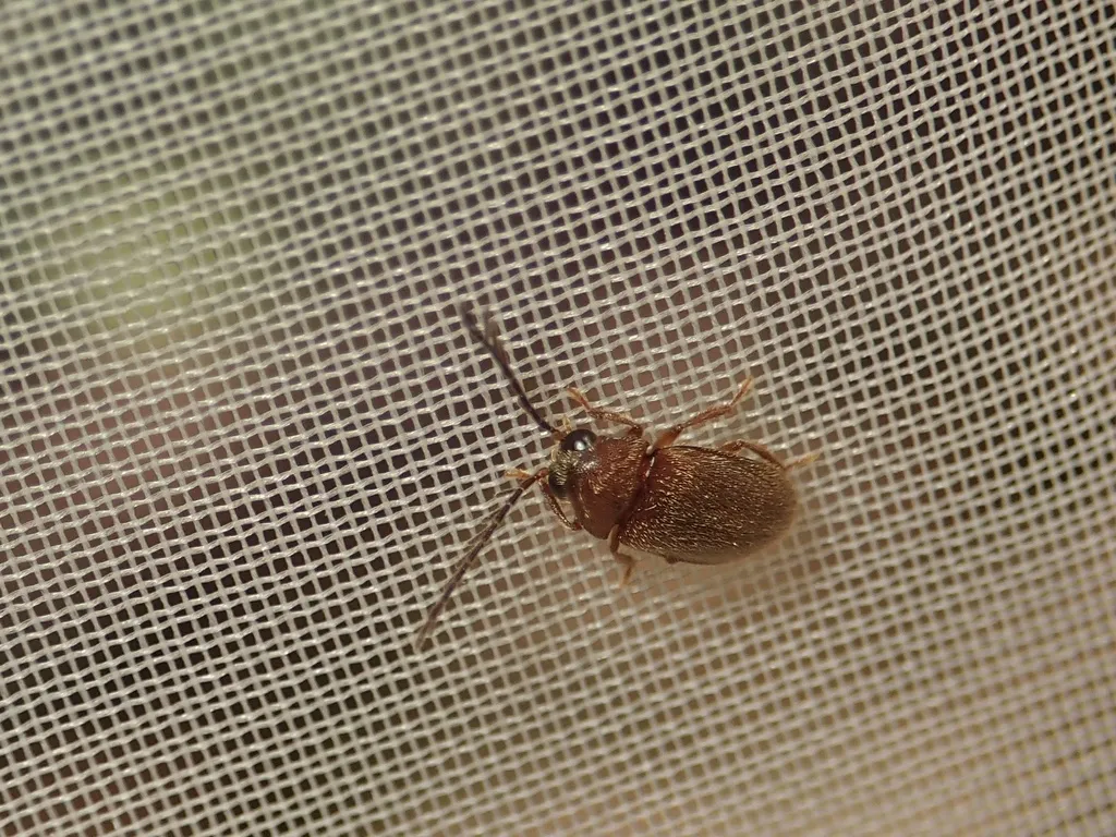 Ptilodactyla ishigakiana - photo 2