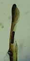 Ptilodactyla isoloba - photo 3