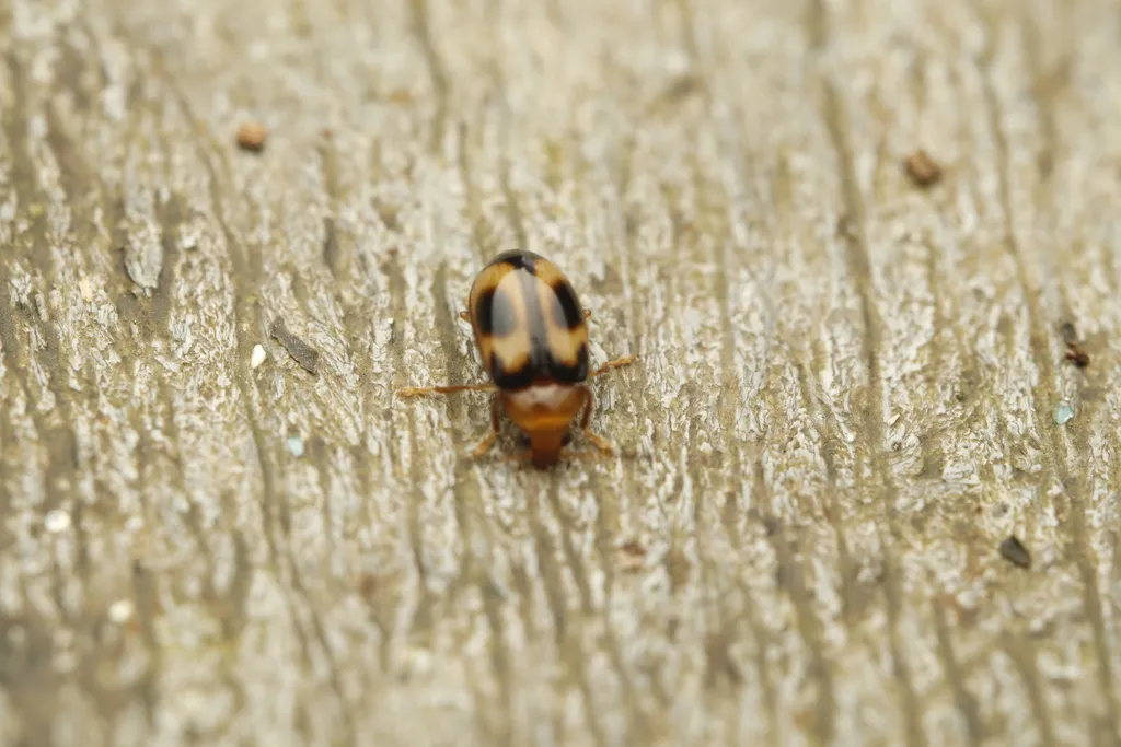 Ptilodactyla maculata - photo 2