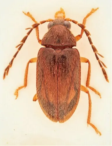 Ptilodactyla nanoderma