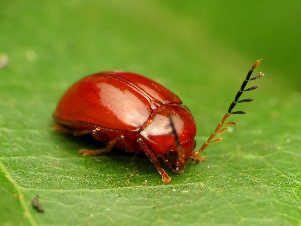 Ptilodactyla rufa - photo 2