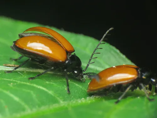 Ptilodactyla rufipennis