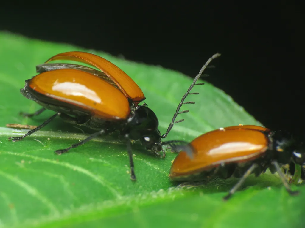 Ptilodactyla rufipennis - photo 2