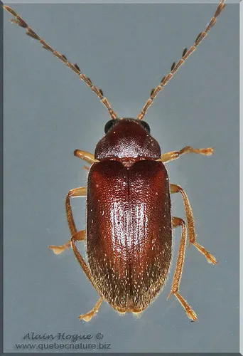 Ptilodactyla serricollis