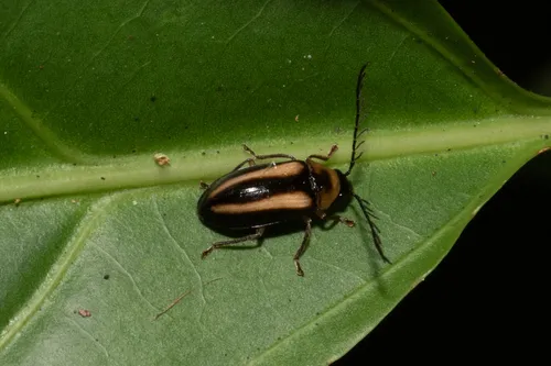Ptilodactyla vittata