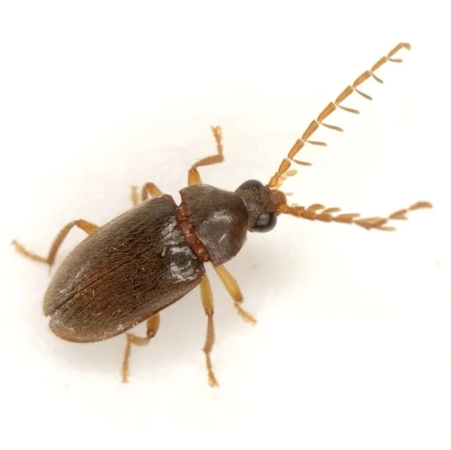 Toe-winged Beetles - photo 3