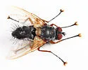 Ptilodexia rufipennis