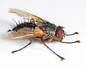 Ptilodexia rufipennis - photo 2