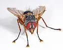 Ptilodexia rufipennis - photo 3