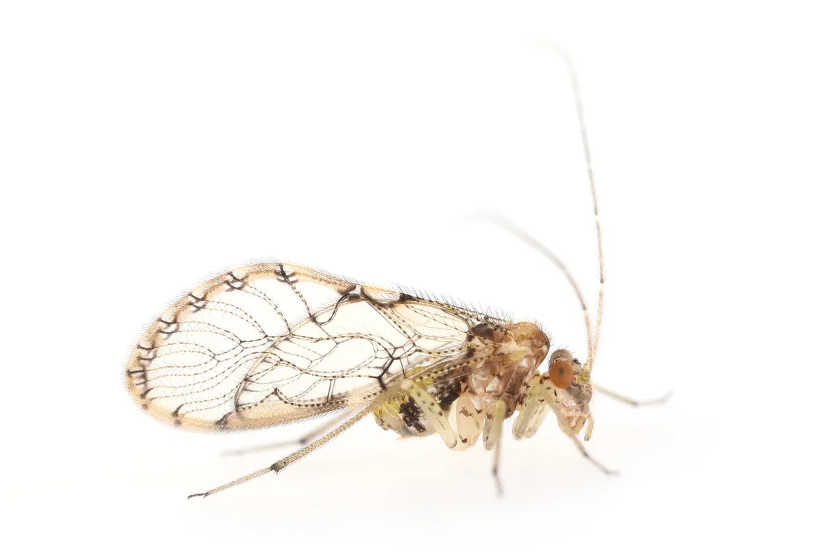 Ptiloneuridae - photo 3