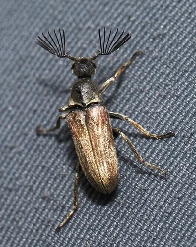 Ptilophorus dufouri
