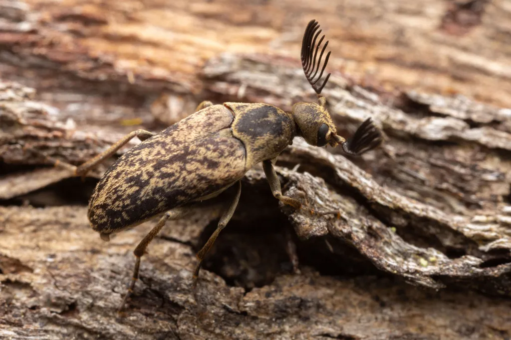 Ptilophorus pruinosus - photo 2