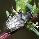 Ptilophorus wrightii