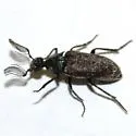 Ptilophorus wrightii - photo 2