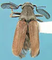 Ptilophorus wrightii - photo 3