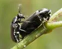 Ptilophorus wrightii - photo 4