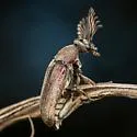 Ptilophorus wrightii - photo 5