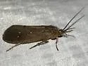 Ptilostomis angustipennis