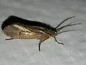 Ptilostomis angustipennis - photo 2