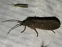 Ptilostomis angustipennis - photo 3