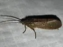 Ptilostomis angustipennis - photo 4