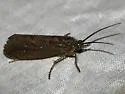 Ptilostomis angustipennis - photo 5