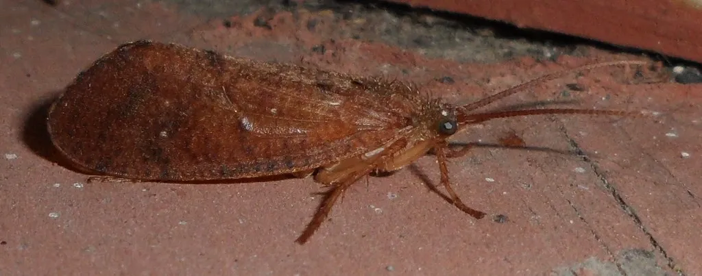 Ptilostomis ocellifera - photo 2