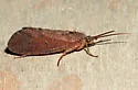 Ptilostomis postica