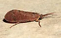 Ptilostomis postica - photo 2