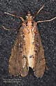 Ptilostomis semifasciata - photo 2
