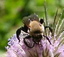 Hibiscus Turret Bee