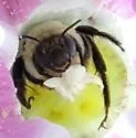 Hibiscus Turret Bee - photo 2