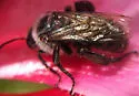 Hibiscus Turret Bee - photo 3
