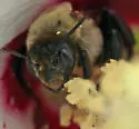 Hibiscus Turret Bee - photo 4