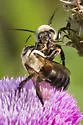 Hibiscus Turret Bee - photo 5