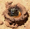 Ptilothrix chiricahua - photo 2