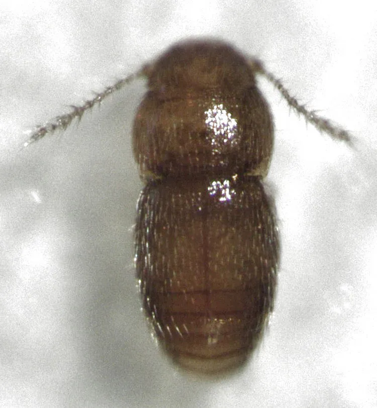 Ptinella acaciae - photo 2