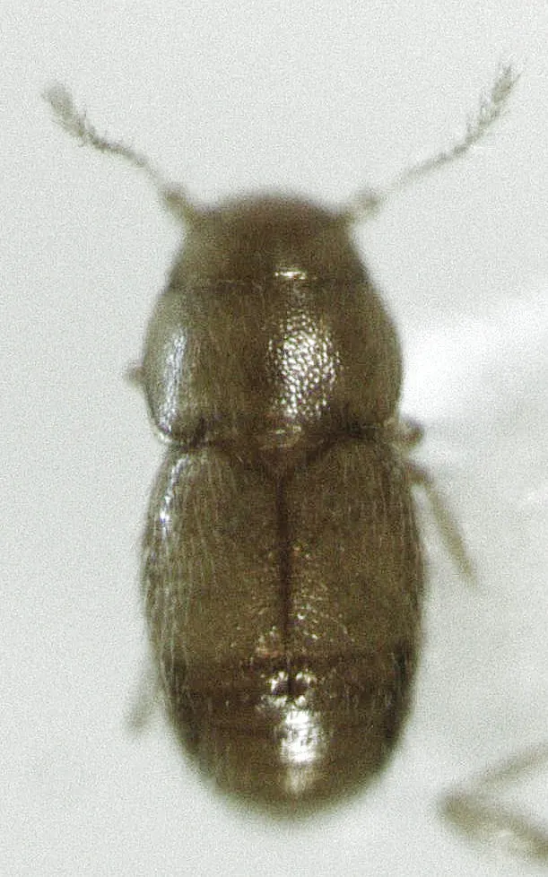 Ptinella bitumida - photo 3