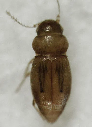 Ptinella cavelli