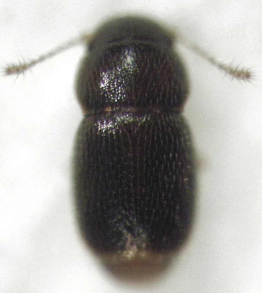 Ptinella ferruginea - photo 2