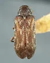 Ptinomorphus angulatus - Ptinomorphus angulatus