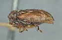 Ptinomorphus angulatus - photo 2