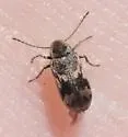 Ptinomorphus angulatus - photo 3