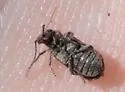 Ptinomorphus angulatus - photo 4