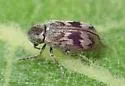Ptinomorphus angulatus - photo 5