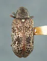 Ptinomorphus granosus
