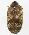 Ptinomorphus granosus - photo 2