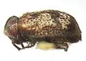 Ptinomorphus granosus - photo 3